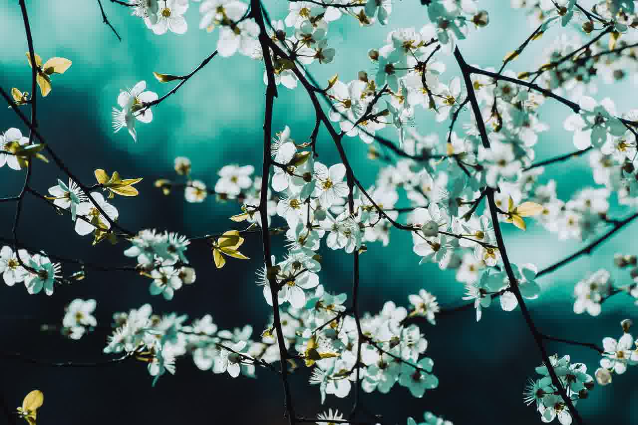 원하는 장소에서 렌트카 받기, 삼성화재 서비스의 모든 것 알아보기