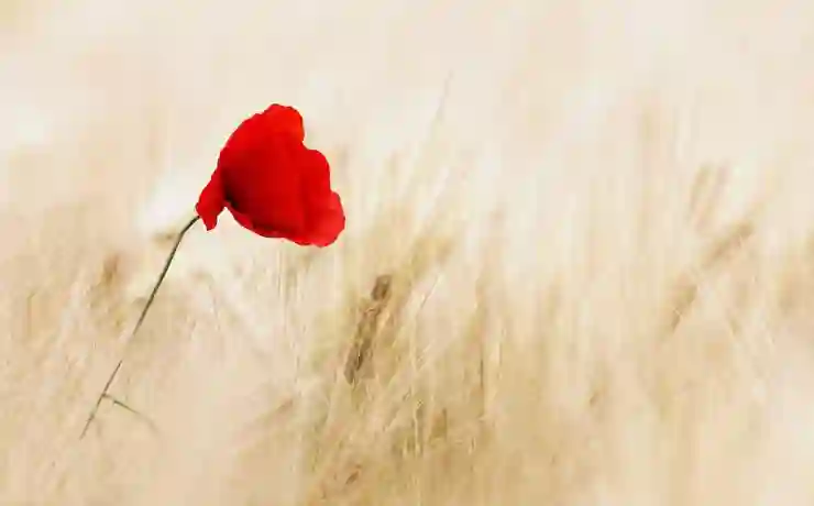 금이빨, 이렇게 팔면 성공적! 시세와 품목 알아보기
