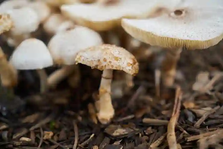 LG유플러스와 함께하는 안전한 중고폰 거래 노하우 알아보기