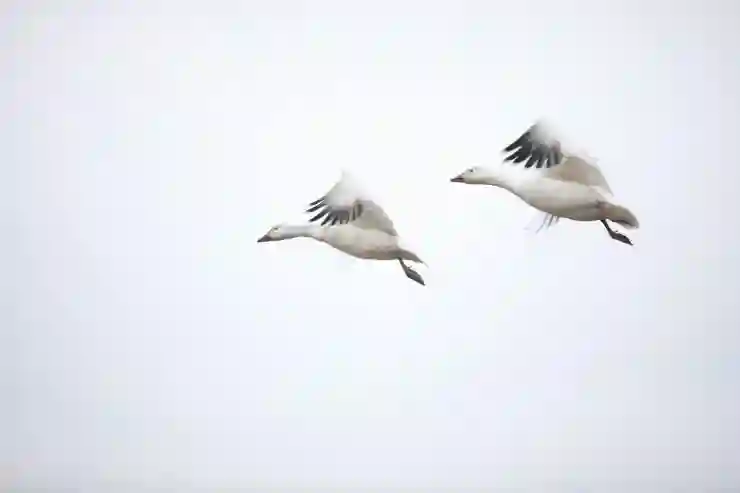 아이폰15 프로 강화유리 강화필름 다 써본 결과