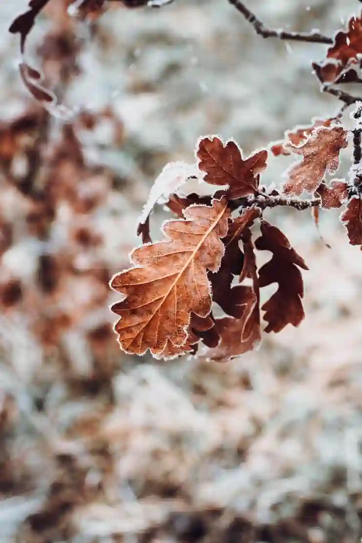 모바일 운전면허증과 신분증 발급의 모든 것 알아보기