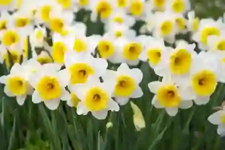 스튜디오드래곤 드라마 리스트 및 자회사 정보