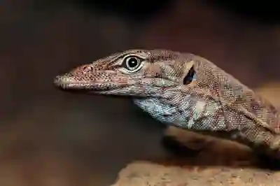 27인치 QHD 게이밍 모니터 알파스캔 에이건 AGON 274QXM 특징 알아보자