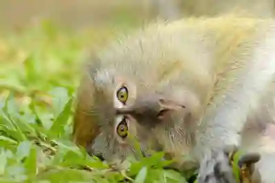 아이패드 에어5 저렴하게 구매하는 꿀팁 알아보자