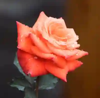 병역거부 대체복무 신청 절차와 준비사항 살펴보기