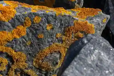 미스트롯4 투표방법과 방청신청 꿀팁 알아보자